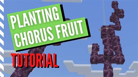 how to plant chorus fruit: the chorus fruit is not just a fruit but also a symbol of unity and harmony in nature